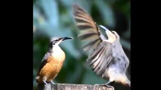 Bird Dance