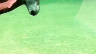 Funny cat and dog videos