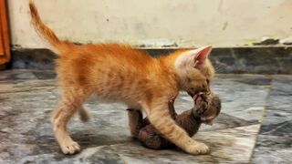 Ух ты! 8-недельный котенок носит в своих маленьких