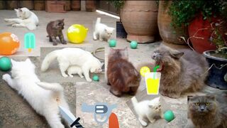 Забавный кот играет с милым ребенком, который мяукает и кормится