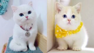 Очень милое видео про котят