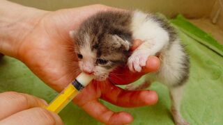 Бездомный котенок зовет маму, но?