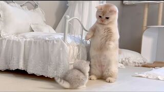Взрослая кошка идет прямо и смотрит на котенка