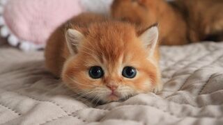 Жил-был один милейший котенок...