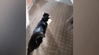 Смешные животные, приколы с котами и собаками