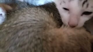 Реакция котенка, когда его разбудили