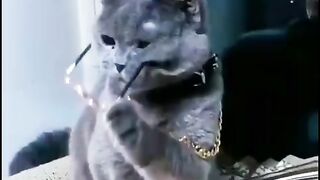 a black cat wearing black glasses