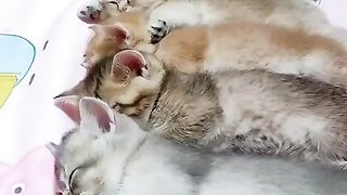kittens want to sleep together