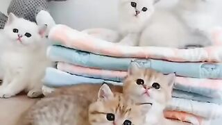 cute kitten can dance