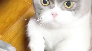 cute kittens make cute
