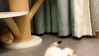 Cute cats 03