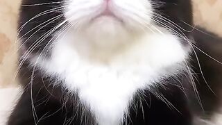 a cute black and white cat
