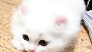 cute kitten 04