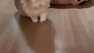 cute kitten in action
