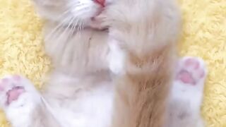 cute kitten playing tail