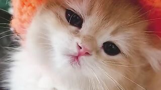 cute kitten wearing hat