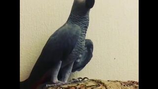 Звезда - говорящий попугай Тимоша