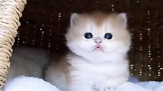 Cute cats playing
