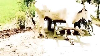 காளைமாடு செய்த மெய் சிலிர்க்கவைக்கும் செயல்