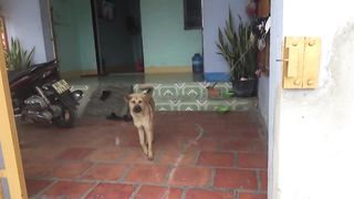 How Handicapped Dog Reacts When Seeing Stranger - Running, Barking? | Viral Dog