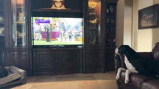 Great Dane cheers on sister at Westminster Dog Show