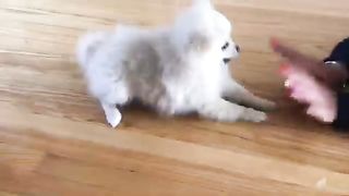 Cute dog video????????