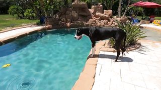 Funny Great Dane Loves To Play Underwater With Her Pool Piggy - Go Pro 9 Fun