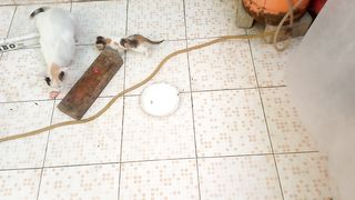 Cute new born kittens want to discover some thing new with mom cat at alone backyard of house in new place..Part:4