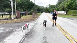 Funny Great Danes Learn To Dodge Mailboxes While Tandem Running