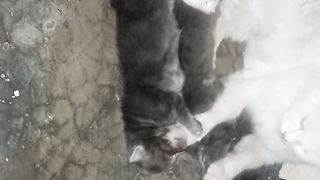 Cat lover 3
