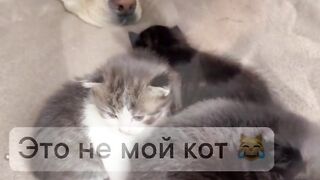 ЖИВОТИНСКИ ИСТОРИИ