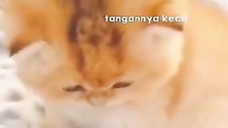 funny cat 16
