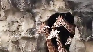 A family of giraffes waits impatiently for the rain to stop
