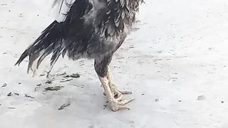 Mianwali aseel murga