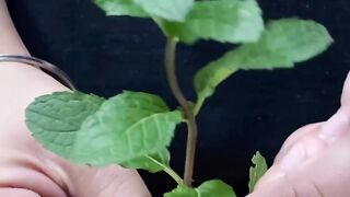Mint juice for kids