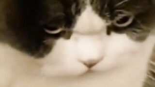 Animal behavior makes you laugh until your stomach hurts