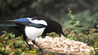 Bird eating 2