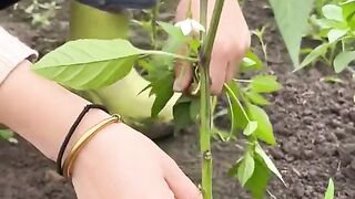 ЗА УСПЕШНА ГРАДИНА 22