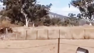 animal fanny