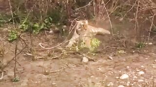A tiger humiliated by a monkey