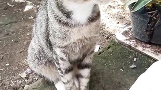 Anak kucing lagi melamun