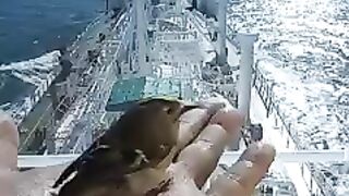 Little bird at sea