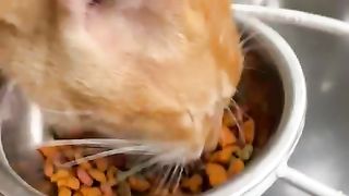 My Cat 2