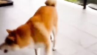 Funny Animals Compilations