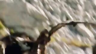The eagle hunting chamois in the mountain,