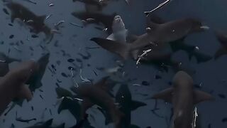Huge Gathering of Beautiful Sharks  !  Would you like to join ?