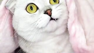 funny animals videos 2023