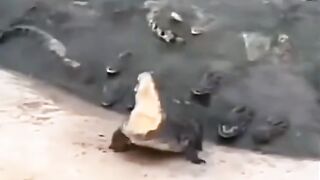 Tiktok 115