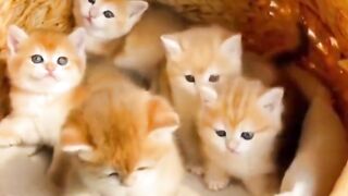 Top 10 Funny cute cat Video