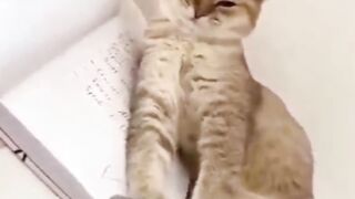 funny animal ???? funny cat & dog